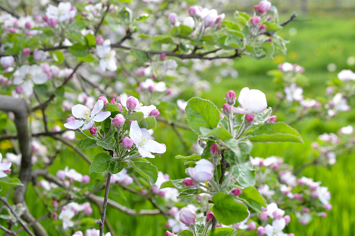 Blossoming apple trees in the botanical orchard