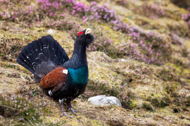 Western capercaillie wood grouse  - Tetrao urogallus Auerwild, Auerhahn, Animal Behavior, Animal Wildlife, Animals In The Wild tetrao urogallus stock pictures, royalty-free photos & images