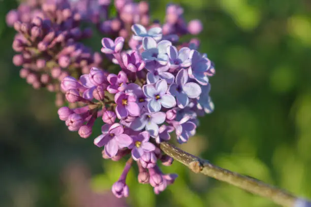 Syringa vulgaris (common lilac) branch, early spring, shallow depth of field