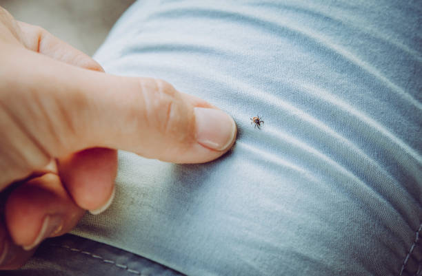 irytujący niebezpieczny błąd kleszcza na spodniach osób, palcem wskazującym na niego. noś lekkie ubrania, dzięki czemu można je łatwo dostrzec podczas chodzenia do lasu. prowadzi boreliozę i zapalenie mózgu. - deer season zdjęcia i obrazy z banku zdjęć