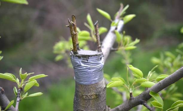 istock Grafting fruit tree , grafted place by grafting tape. 1145248818