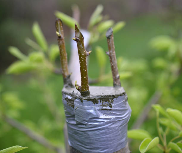 istock Grafting fruit tree , grafted place by grafting tape. 1145248822