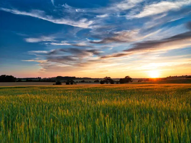 Beautiful sunset over a corn field in Suffolk England