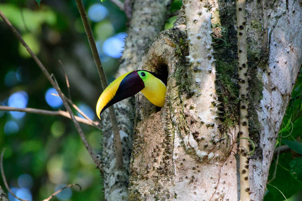Head of a black mandibled toucan peeking out of its nest hole stock photo
