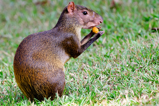 agouti nibbling on a nut