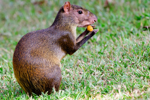agouti nibbling on a nut stock photo