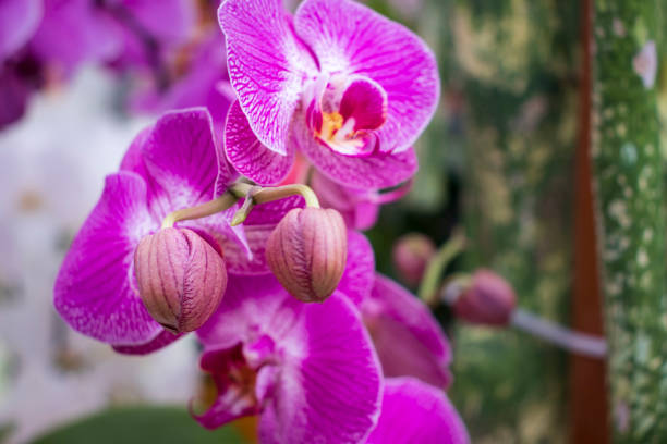 istock beautiful orchid in the garden 1145249526