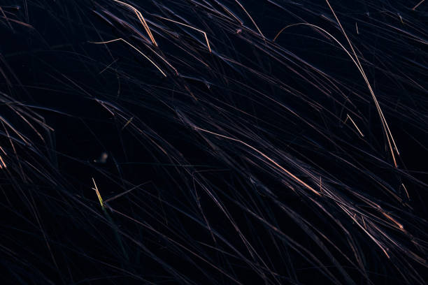 seaweed is visible through the water
