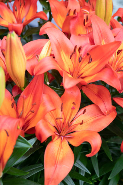 istock beautiful orange lily in the garden 1145249606