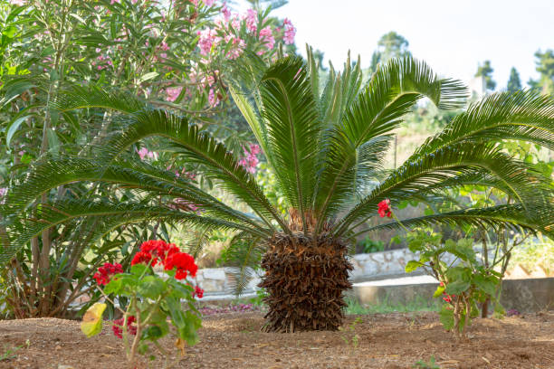 istock Small palm tree in a exotic garden, popular plants for decorating and creating exotic gardens 1145249705
