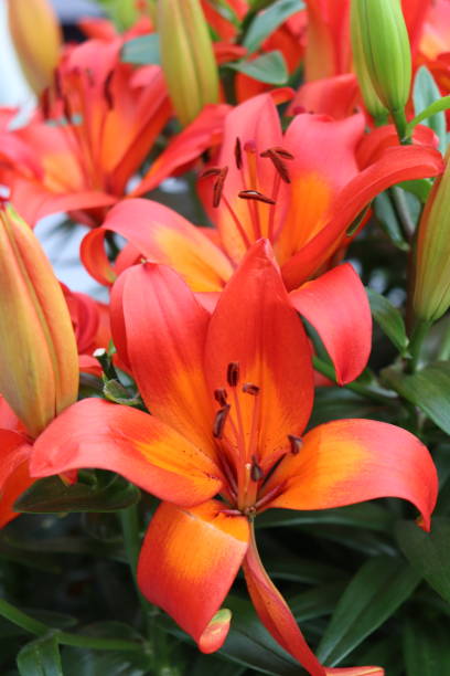 istock beautiful orange lily in the garden 1145250259