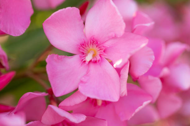 istock light pink oleander blooming bunch close up 1145250322