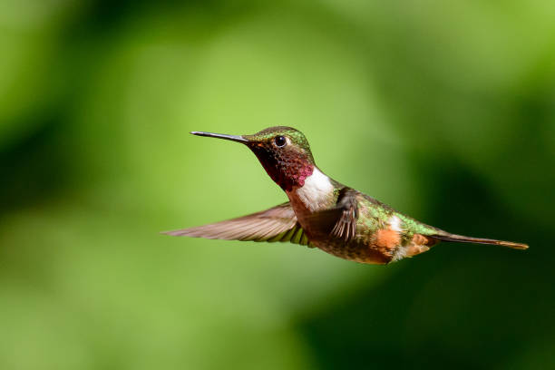 istock Volcano hummingbird in flight 1145251839