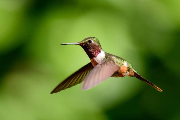 istock Volcano hummingbird in flight 1145251850
