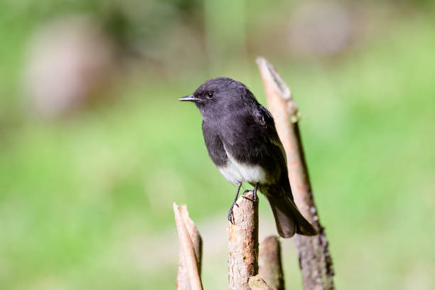 Black Phoebe perched on a twig stock photo
