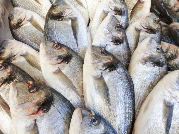 istock Bream fish on ice for sale 1145252856