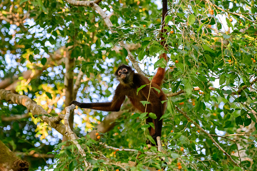Spider monkey in the treetops