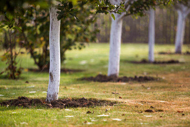 istock Whitewashed bark of tree growing in sunny orchard garden on blurred green copy space background. 1145253886