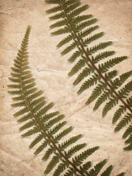 istock Vintage background with dry plant on old paper texture 1145258615