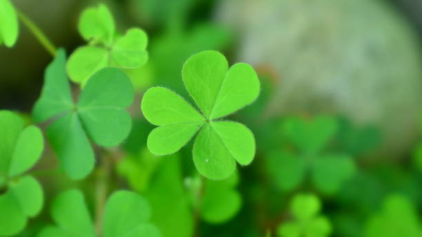 istock The Green Clover Leaves 1145258621