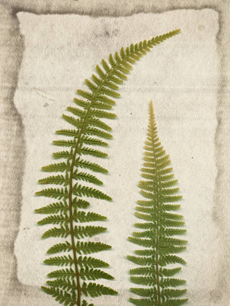 istock Vintage background with dry plant on old paper texture 1145258638
