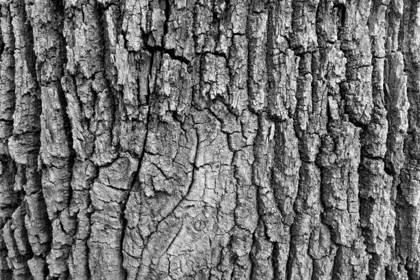 Bark of old big oak tree texture in black and white. Abstract background and texture for design.
