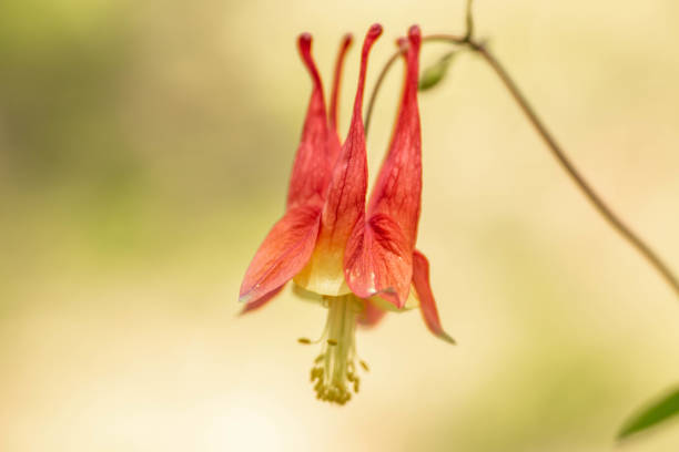 istock Columbine Wildflower Smoky Mountains 1145260277