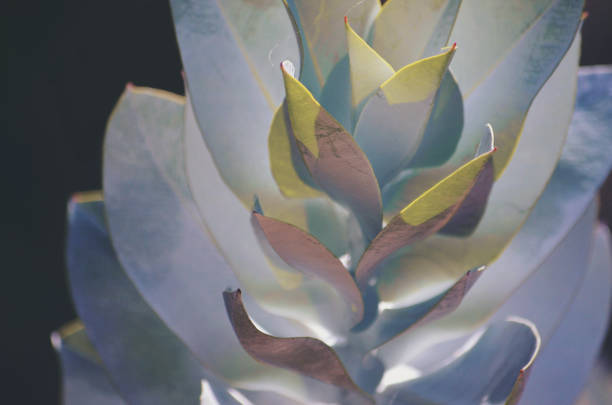 Endemic to Western Australia.