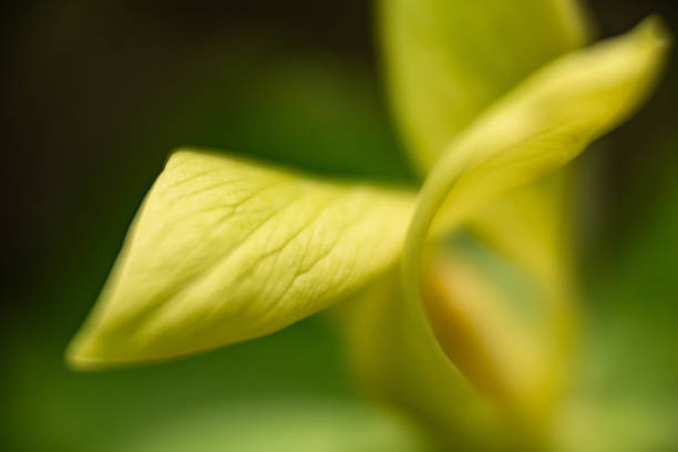 makro trillium wildflower w parku narodowym smoky mountains - trillium great smoky mountains national park flower appalachian mountains zdjęcia i obrazy z banku zdjęć