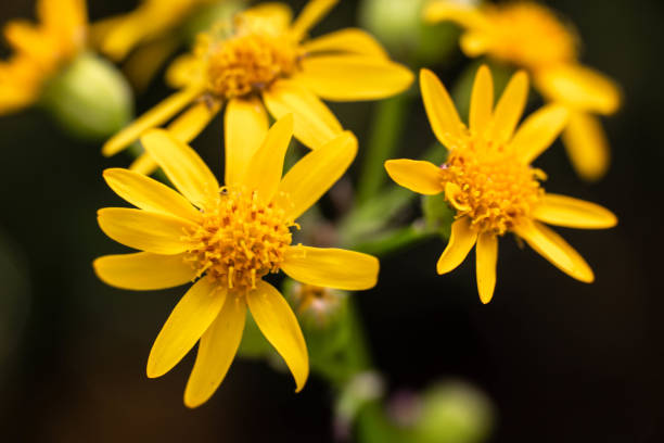 Golden Ragwort Wildflower Smoky Mountains stock photo