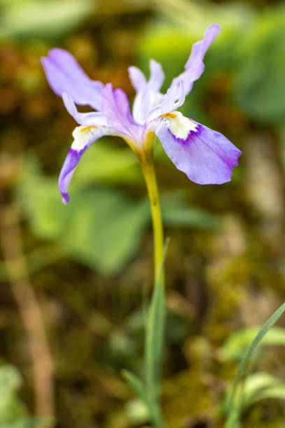 istock Dwarf Crested Iris  Wildflower Smoky Mountains 1145260330
