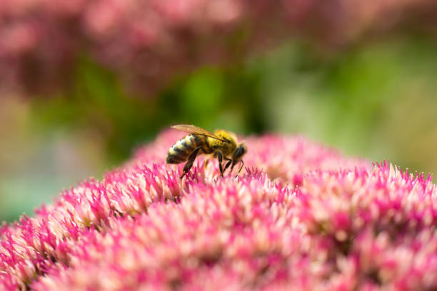 istock Honey bee collects nectar from a flower 1145260515