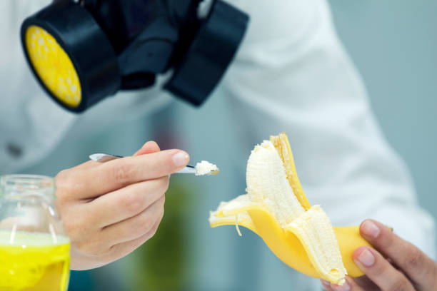 sampling a piece of banana for gmo traces in modern food industry - injecting healthy eating laboratory dna imagens e fotografias de stock