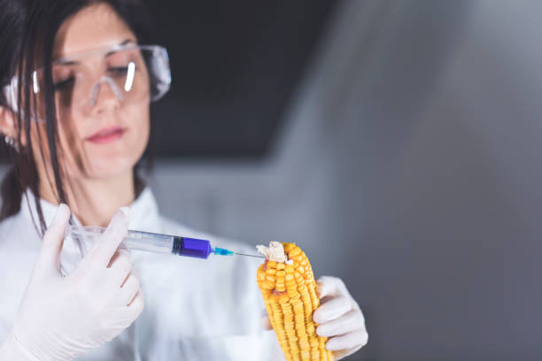 evil scientist injecting corn with poisonous chemicals - injecting healthy eating laboratory dna imagens e fotografias de stock