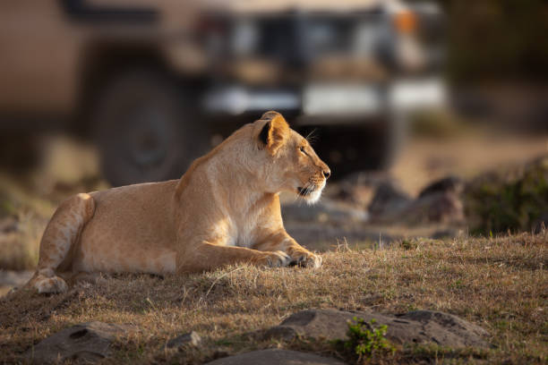 istock Close-up of Wild Lioness Resting 1145261627