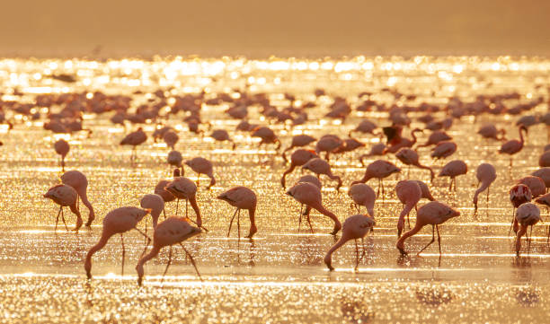 istock The greater flamingoes 1145261639