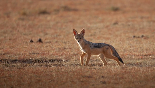 istock Beautiful wild animal in africa 1145261654