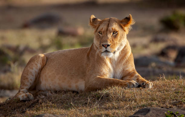 istock Close-up of Wild Lioness Resting 1145261689