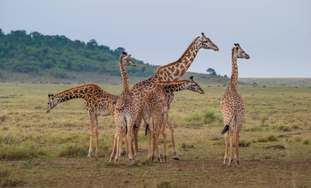 istock Giraffes herd in savannah 1145261690