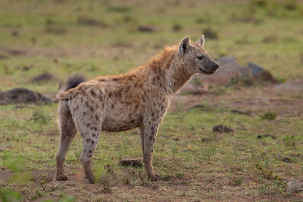 野生の斑点ハイエナ - portrait spotted hyena field africa ストックフォトと画像