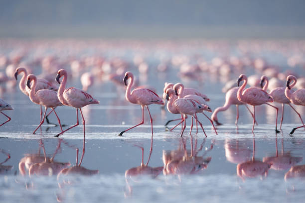 istock Beautiful flamingos 1145261717