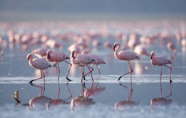 istock Beautiful flamingos 1145261741