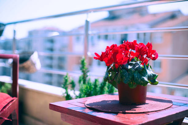 Morning on the balcony Beautiful red cyclamen on the balcony on the sunny day cyclamen stock pictures, royalty-free photos & images