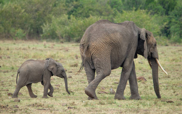 istock Elephant mother with calf 1145261800