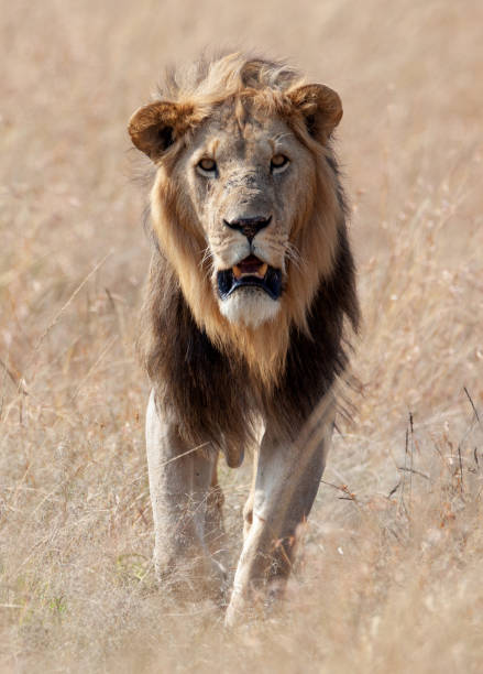istock Large male lion 1145261806