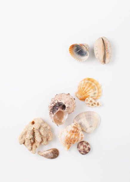 istock Collection of seashells for jewelry 1145261831