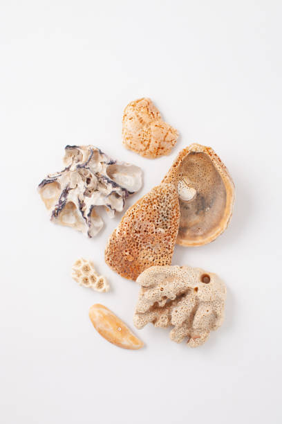 istock Collection of seashells for jewelry 1145261962