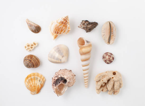 istock Collection of seashells for jewelry 1145261985