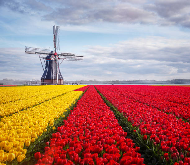 Tulips and windmill in the Netherlands stock photo