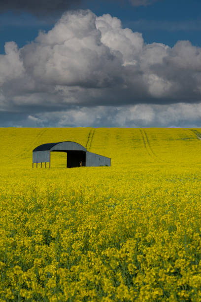 istock Haybarn in Yellow Field of Oilseed Rape 1145263247